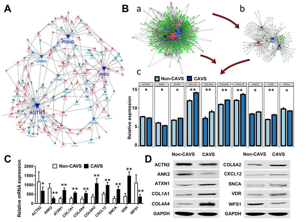 Biological processes and hub genes related to mitochondrial functions in CAVS. (A) Co-expression network approaches to reveal hub genes associated with mitochondrial functions in CAVS; (B) a. overview of hub genes and connected miRNAs. b. subnetwork of the integrated miRNAs and hub genes. The triangle and dot represent the hub genes and miRNA, respectively. Red color and up-direction represent up-regulated hub genes, blue color and down-direction represent down-regulated hub genes. The size color saturation of the nodes was weighted by the connectedness of the hub gene interacted with other miRNAs. c. two tail T-test of top-ten hub genes expression based on data profiles; C. Real-time PCR results of mRNA expression of these top-ten hub genes based on clinical samples; D. Western Blot results of protein expression of these top-ten hub genes based on clinical samples; *P