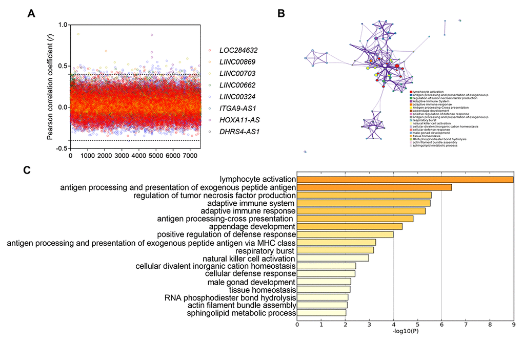 Functional enrichment results of the co-expressed protein-coding genes with eight lncRNAs. (A) the pearso correlation coefficient between 7600 protein-coding genes and eight lncRNAs in TCGA database. (B) Significantly enriched pathways of the 126 correlated genes. (C) The functional enrichment map of pathways. Each node represents a GO term. Node size represents the number of gene in the pathways.