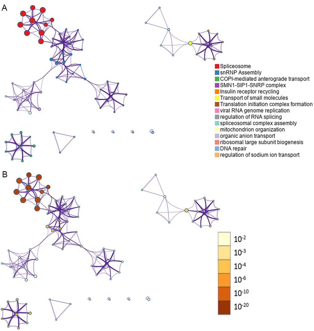 Network of enriched terms. (A) Nodes in the network represent corresponding genes of top significant survival-associated AS events. One-to-one match between colors of the nodes and enrichment terms were labeled in the left. Nodes that share the same cluster ID are typically close to each other; (B) Nodes in the network represent corresponding genes of top significant survival-associated AS events. One-to-one match between colors of the nodes and P values were labeled in the left. Enrichment terms containing more nodes tend to have a more significant P value.