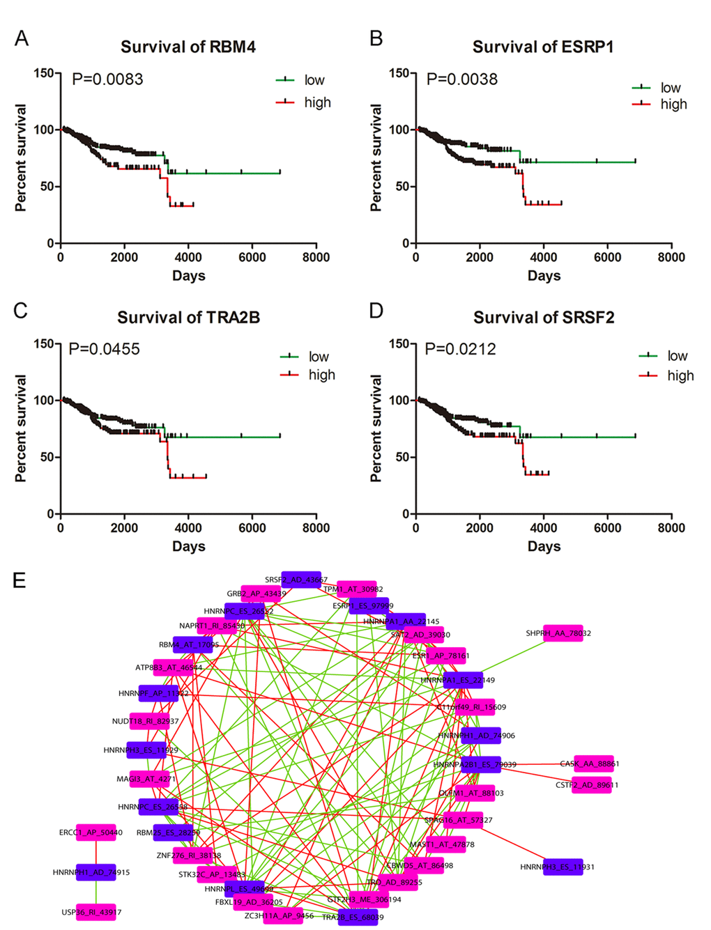 Kaplan-Meier survival curves for appraising the prognostic significance of splicing factors in UCEC and Correlation network. (A) Kaplan-Meier survival curves for RBM4 (P=0.0083). (B) Kaplan-Meier survival curves for ESRP1 (P=0.0038). (C) Kaplan-Meier survival curves for TRA2B (P=0.0455). (D) Kaplan-Meier survival curves for SRSF2 (P=0.0212). (E) Correlation network between splicing factor-related AS events and significant survival-associated AS events. Blue nodes (n=16) and purple nodes (n=24) represented splicing factor-related AS events and significant AS events from multivariate Cox regression analysis, respectively. Positive and negative correlations between splicing events were marked as red lines (n=68) and green lines (n=64), respectively.