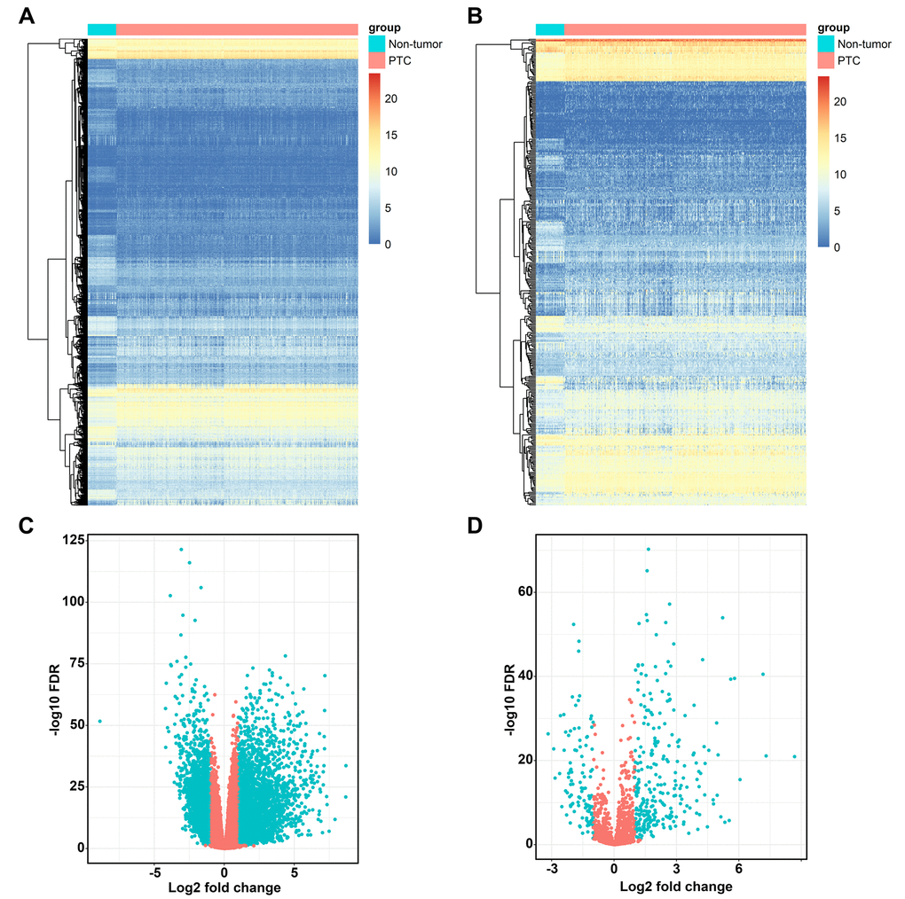 Differentially expressed immune-related genes. Heatmap (A) and volcano plot (C) demonstrating differentially expressed genes between papillary thyroid cancer (PTC) and non-tumor tissues, blue dots represent differentially expressed genes and red dots represent no differentially expressed genes. Differentially expressed immune-related genes (IRGs) are shown in heatmap (B) and volcano plot (D), blue dots represent differentially expressed genes and red dots represent no differentially expressed genes.