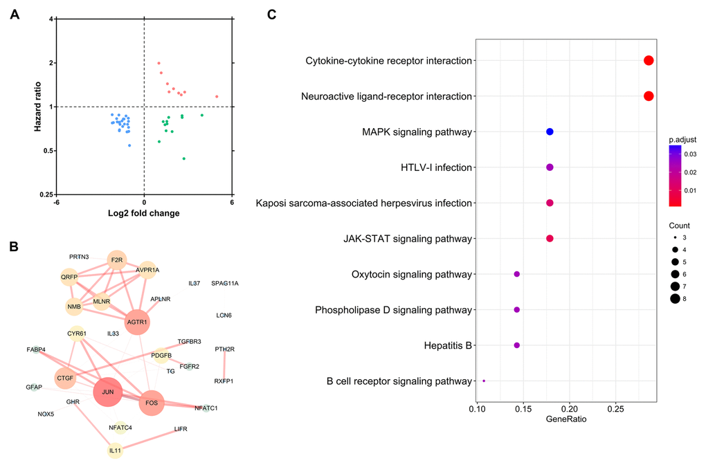 Identification of hub immune-related genes. (A) The intersection of differentially expressed IRGs and survival-associated IRGs. (B) Protein-protein interaction network of hub IRGs. (C) Kyoto Encyclopedia of Genes and Genomes pathway analysis of hub IRGs.