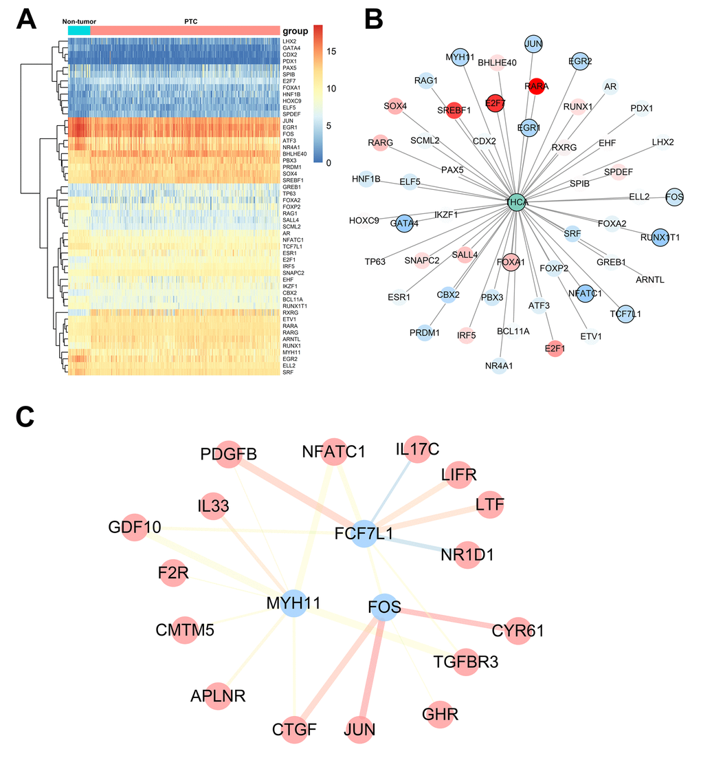 Transcription factor-mediated regulatory network. (A) Differentially expressed transcription factors (TFs). (B) Survival analysis of differentially expressed TFs. (C) Regulatory network constructed based on clinically relevant TFs and IRGs.
