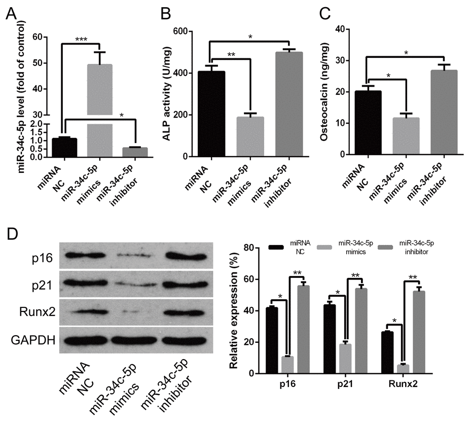 miR-34c-5p inhibiting the calcification/senescence of HA-VSMCs