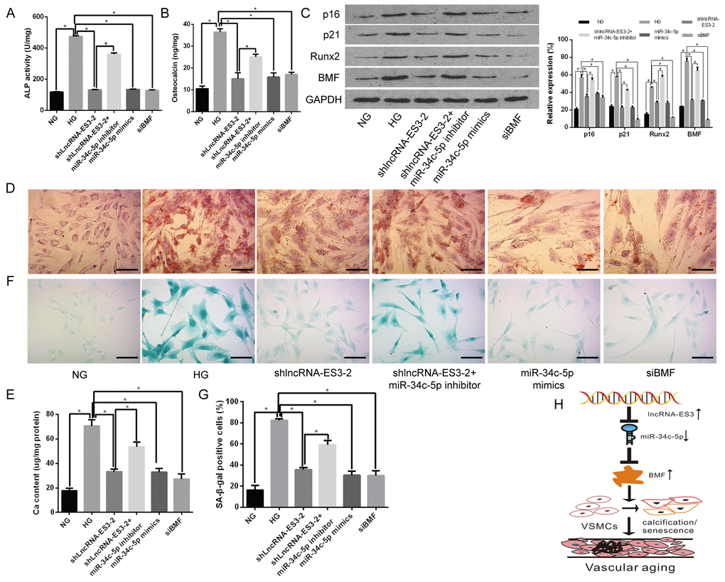 miR-34c-5p inhibited whereas lncRNA-ES3 and BMF promoted the calcification/senescence of HA-VSMCs