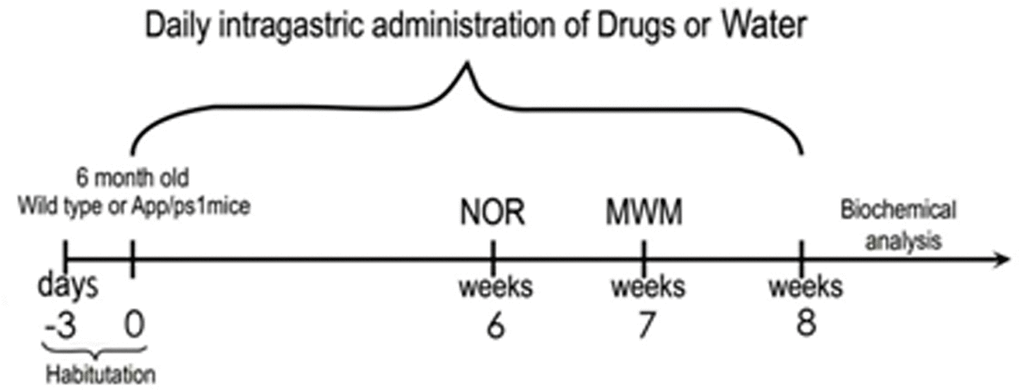 Overview of the experimental design