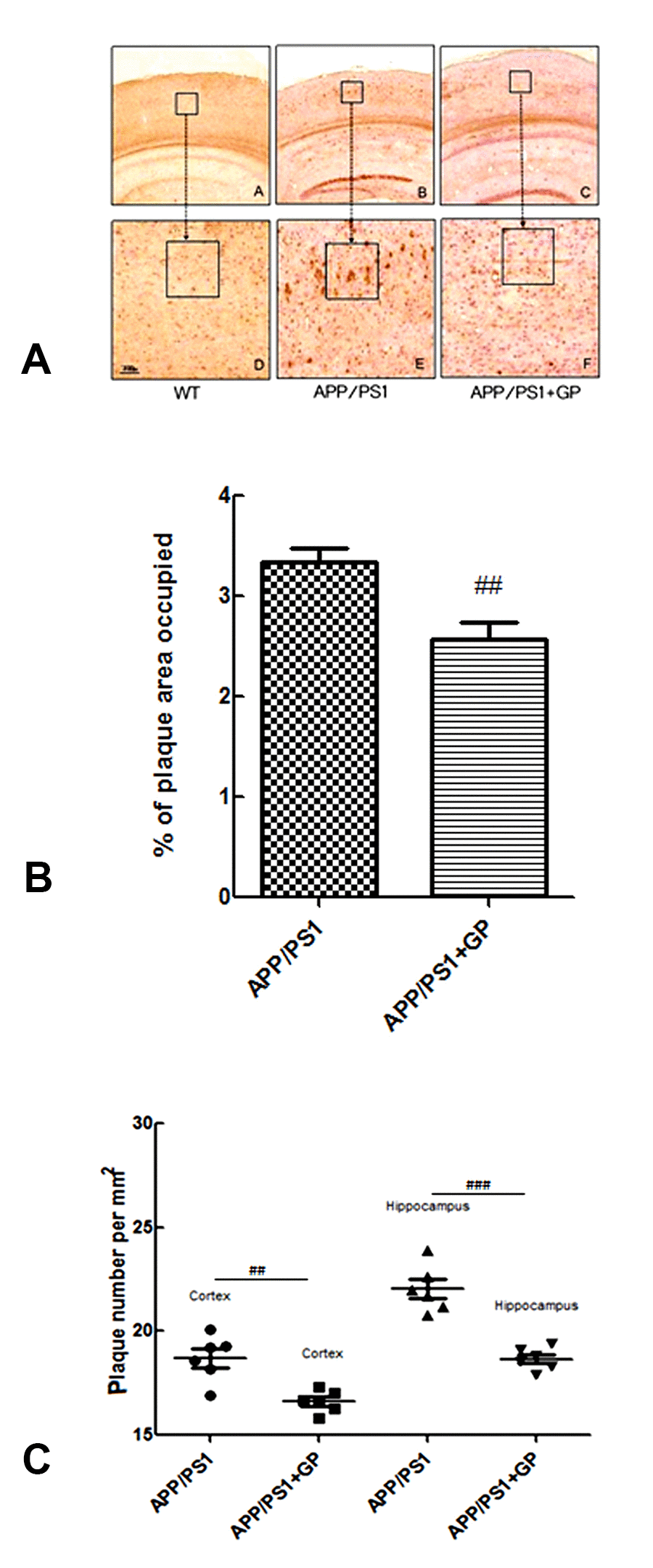 Geniposide attenuates Aβ1-40 plaque formation in the hippocampi of APP/PS1 mice