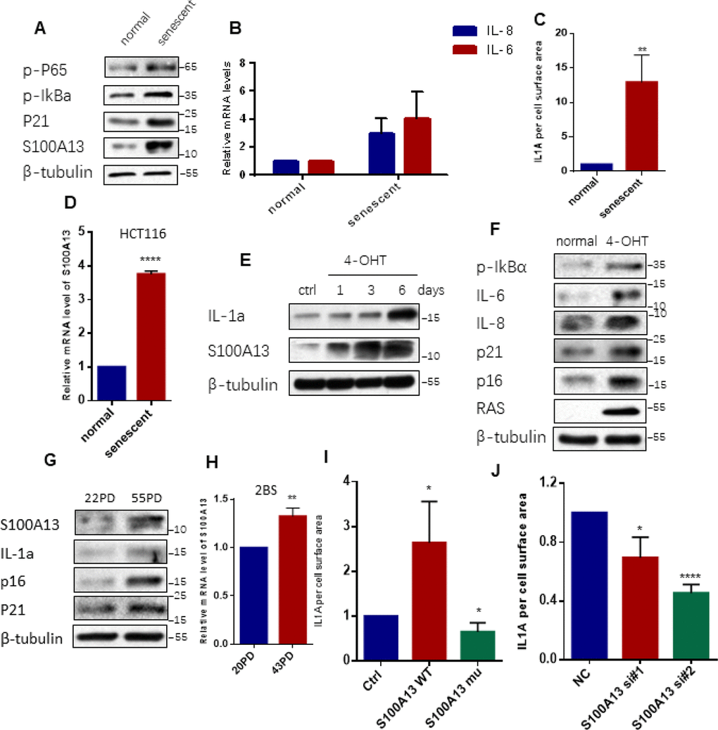 S100A13 is up-regulated and modulates cell surface-bound IL-1α level during cellular senescence