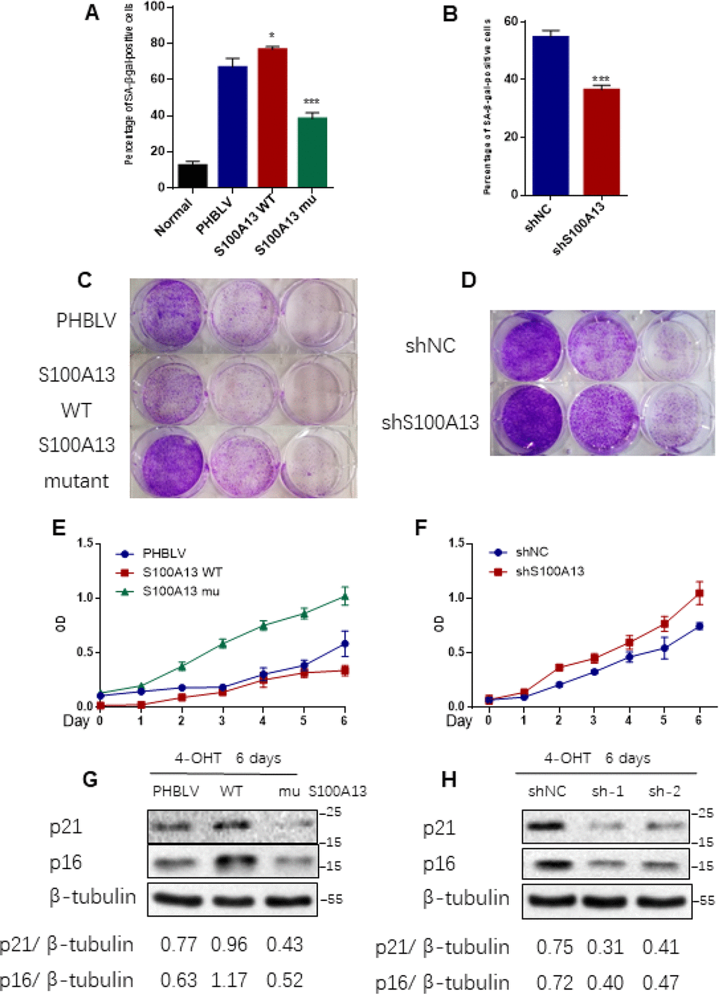 S100A13 overexpression enhances Ras OIS, while S100A13 silencing attenuates Ras OIS