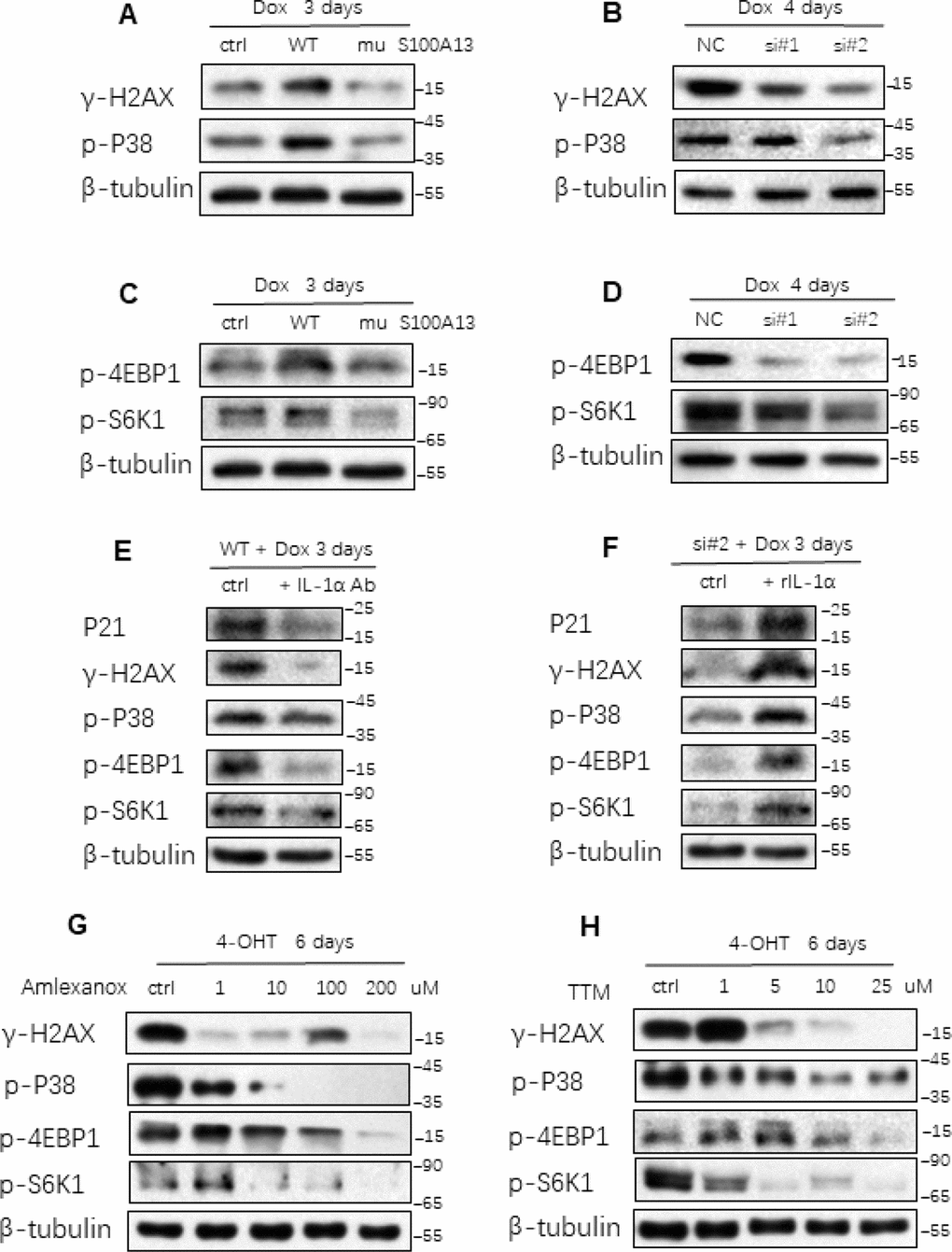 S100A13 modulates multiple SASP and cellular senescence regulators