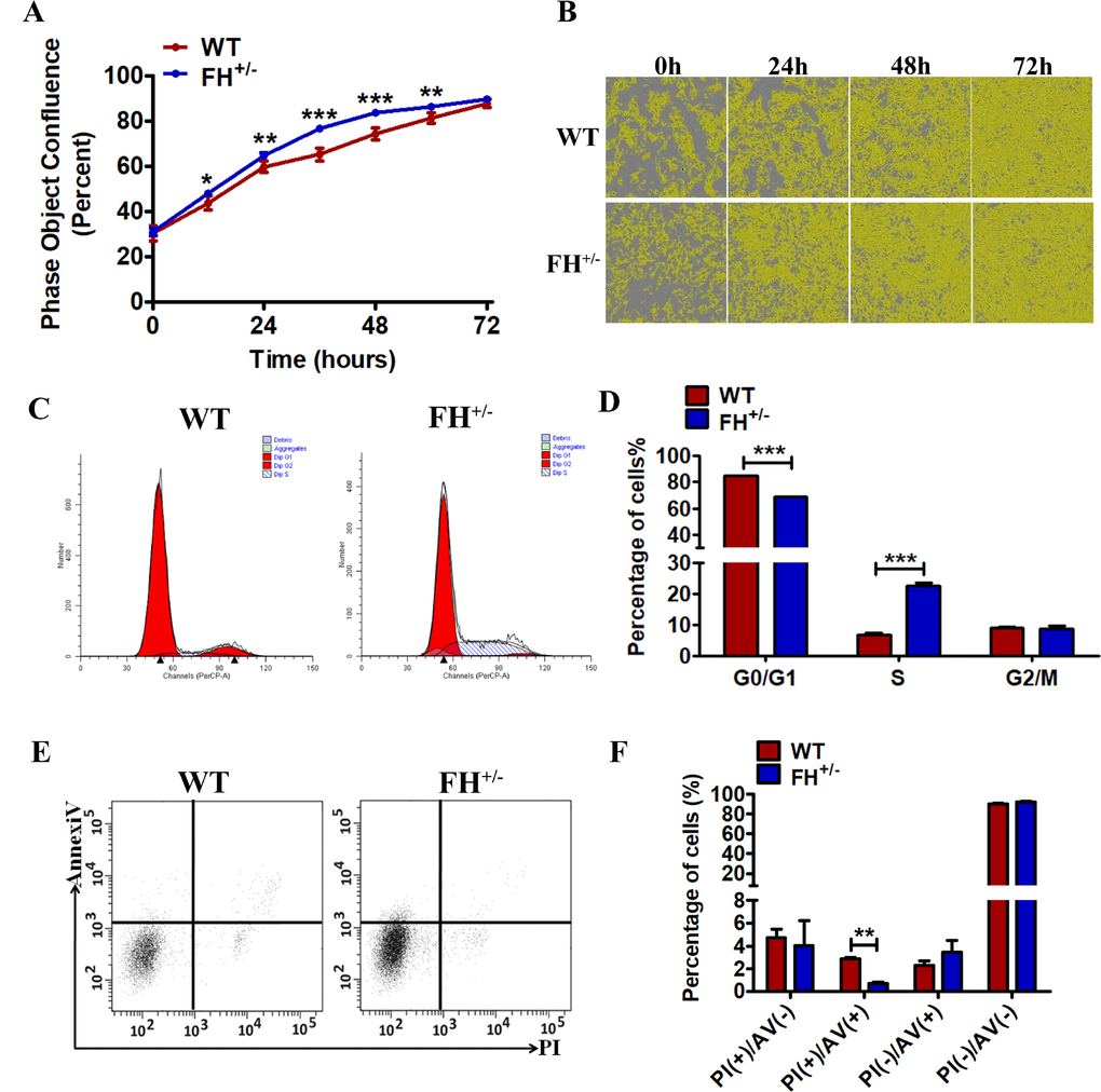 Effect of FH+/– KO on proliferation, apoptosis and cell cycle