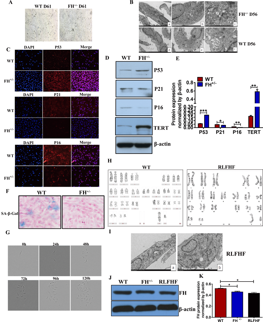 Further characterization of the FH+/– cells