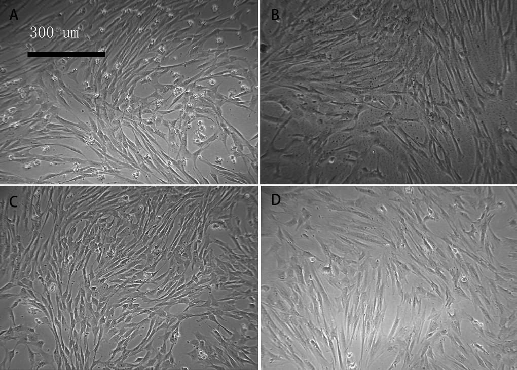 Cell morphology of young and aged macaque BMSCs (×100)