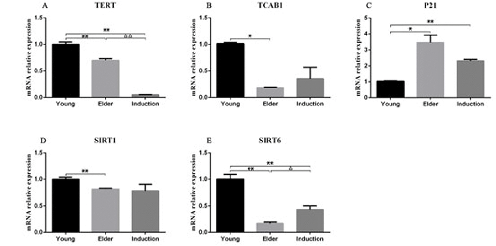 RT-PCR detection of the relative expression of TERT, TCAB1, P21, SIRT1 and SIRT6 in BMSCs