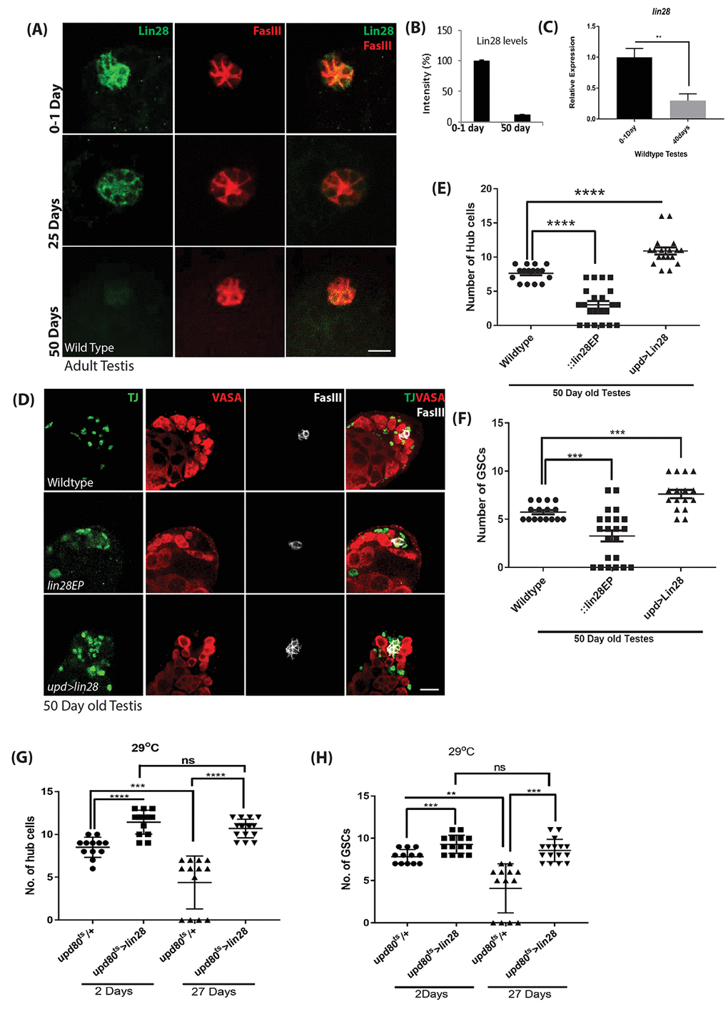 Age dependent loss of Lin28 in hub cells. (A) Adult testis stained with Lin28 (green) and FasIII (red) in an age dependent manner. Lin28 level, but not FasIII, is decreased in old testis. Scale 10µm. (B) Comparison of the level of intensity of green signal (Lin28 expression) in young (0-1 Day) vs old testis (50 Day). (C) Comparison for the transcript levels of lin28 in young (0-1 Day) and old (40 Days) wildtype testis, showing the reduction in Lin28 levels with age. (D) Hub cell number is not decreased in old testis when Lin28 is overexpressed (upd-Gal4>UAS-lin28) as compared to wild type testis. Testis were stained with Vasa, Traffic Jam (TJ) and FasIII antibodies. Scale 10µm. (E) The number of hub cells in old testis is comparatively reduced in lin28 mutant testis compared to wildtype testis. The number of hub cells in old upd>lin28 (upd-Gal4>UAS-lin28) testis is similar to a young wild type testis (data from Table S1). (F) The number of GSCs in 50-day old wildtype, lin28 mutant and upd>lin28 (upd-Gal4>UAS-lin28) testis (data from Table S1). (G) Comparison of the number of hub cells in wildtype vs adult specific overexpression of Lin28 in an age dependent manner (upd-GAl4; tubGAL80ts: UAS-lin28). Overexpression of Lin28 clearly increases the number of hub cells and with age the number of hub cells is maintained when lin28 is maintained compared to loss of hub cell in wildtype testes with age. (H) Comparison of the number GSCs in wildtype testes and adult specific over expression of Lin28 in hub cells. The number of GSCs reciprocates the number of cell number. * denotes, P