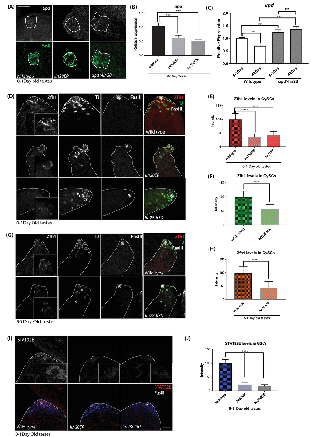 Upd-JAK-STAT signaling is affected with loss of Lin28. (A) In-situ hybridization of young (0-1 day old) testis. upd RNA level is decreased in lin28 mutant testis relative to wild-type and increase in upd levels in hub specific expression of Lin28. Scale 10µm. (B) quantitative RT-PCR of young (0-1day old) testis, upd mRNA level is decreased in lin28 mutants relative to wild-type. (C) RT-qPCR of young vs old testis showing reduced levels of upd mRNA in WT testis with age, while, maintained levels of upd in overexpression of Lin28 with age. (D) Young (0-1-day old) testis stained with Zfh1, TJ and FasIII antibodies. Zfh1 level, but not TJ and FasIII, is reduced in lin28 mutants. Scale 10µm. (E) Quantification of Zfh1 levels in CySCs shows reduced Zfh1 levels in mutants. [wildtype, n= 197; lin28EP, n=220; lin28df30, n= 185]. (F) Comparison of Zfh1 levels in young and old WT testes indicating that with age Zfh1 level goes down due to loss in STAT activity. [WT young, n= 197; WT old, n= 145]. (G) 50-day old testes stained with Zfh1, TJ and FasIII antibodies showing reduced levels of Zfh1 with age. Scale 10µm. (H) Comparison of Zfh1 levels in WT vs mutant [ wildtype, n= 145; lin28df30, n=125] (I) STAT92E protein level is reduced in the mutants. Scale 10µm. (J) Comparison of STAT92E levels in WT (n=115) vs mutants (lin28EP n=92; lin28df30, n=97). STAT92E protein level is reduced in lin28 mutants; * depicts the hub area. ** denotes P