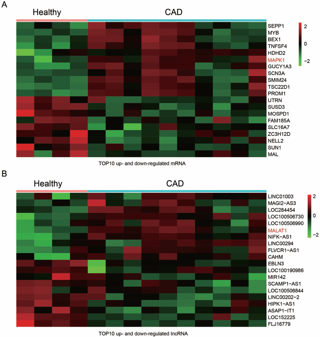 Differentially expressed lncRNAs and mRNAs in CAD blood samples. (A) Heat maps showed the 10 most up and down regulated mRNAs. MAPK1 was enhanced in CAD blood samples. (B) Heat maps showed the 10 most up and down regulated lncRNAs. LncRNA MALAT1 was promoted in CAD blood samples.
