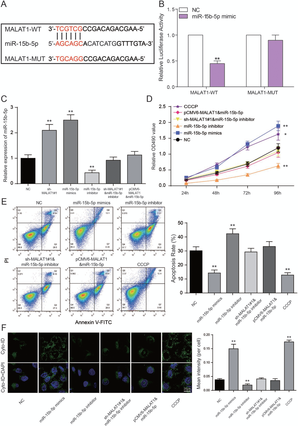 LncRNA MALAT1 directly targets miR-15b-5p to promote CAD progression. (A) The predicted binding site. (B) Luciferase activity was declined notably when HEK 293T cells were co-transfected with MALAT1 wild type and miR-15b-5p mimics. **PC) Expression of miR-15b-5p was increased in both miR-15b-5p mimics and sh-MALAT1#1 groups whereas down-regulated in miR-15b-5p inhibitor group. MiR-15b-5p inhibitor + sh-MALAT1#1 group and miR-15b-5p mimics + pCMV6-MALAT1 were consistent with NC group. **PD) MTT results illustrated that miR-15b-5p mimics and CCCP strengthened cell viability of EPCs and miR-15b-5p inhibitor suppressed cell viability of EPCs. Co-transfection of miR-15b-5p inhibitor and sh-MALAT1#1 / miR-15b-5p mimics and pCMV6-MALAT1 led to similar results of the NC group. *PPE) FCM results revealed that both miR-15b-5p mimics and CCCP repressed cell apoptosis rate of EPCs while miR-15b-5p inhibitor promoted apoptosis rate. Co-transfection of miR-15b-5p inhibitor and sh-MALAT1#1 / miR-15b-5p mimics and pCMV6-MALAT1 had little influence on cell apoptosis rate of EPCs. **PF) Autophagy assay revealed that both miR-15b-5p mimics and CCCP promoted EPCs autophagy while miR-15b-5p inhibitor repressed cell autophagy. Co-transfection of miR-15b-5p inhibitor and sh-MALAT1#1 / miR-15b-5p mimics and pCMV6-MALAT1 had little influence on cell autophagy. **P