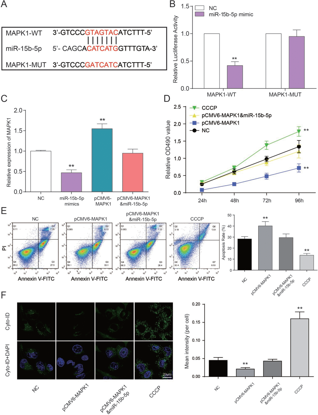 MAPK1 as a functional target of miR-15b-5p regulates CAD progression. (A) The predicted binding site. (B) Co-transfection of MAPK1 wild type and miR-15b-5p mimics decreased luciferase activity. **PC) MAPK1 was down-regulated by CCCP while up-regulated by pCMV6-MAPK1. MiR-15b-5p mimics + pCMV6-MAPK1 group was aligned with NC group. **PD) MTT results demonstrated that cell viability of EPCs were promoted by CCCP and inhibited by pCMV6-MAPK1. MiR-15b-5p mimics + pCMV6-MAPK1 group had almost no influence on cell viability of EPCs. **PE) FCM results illustrated that CCCP group presented declined apoptosis rate of EPCs while pCMV6-MAPK1 group presented increased apoptosis rate. MiR-15b-5p mimics + pCMV6-MAPK1 group presented the same apoptosis rate as NC group. **PF) Autophagy results illustrated that CCCP group accelerated EPCs autophagy while pCMV6-MAPK1 group presented declined autophagy. MiR-15b-5p mimics + pCMV6-MAPK1 group presented the same autophagy as NC group. **P