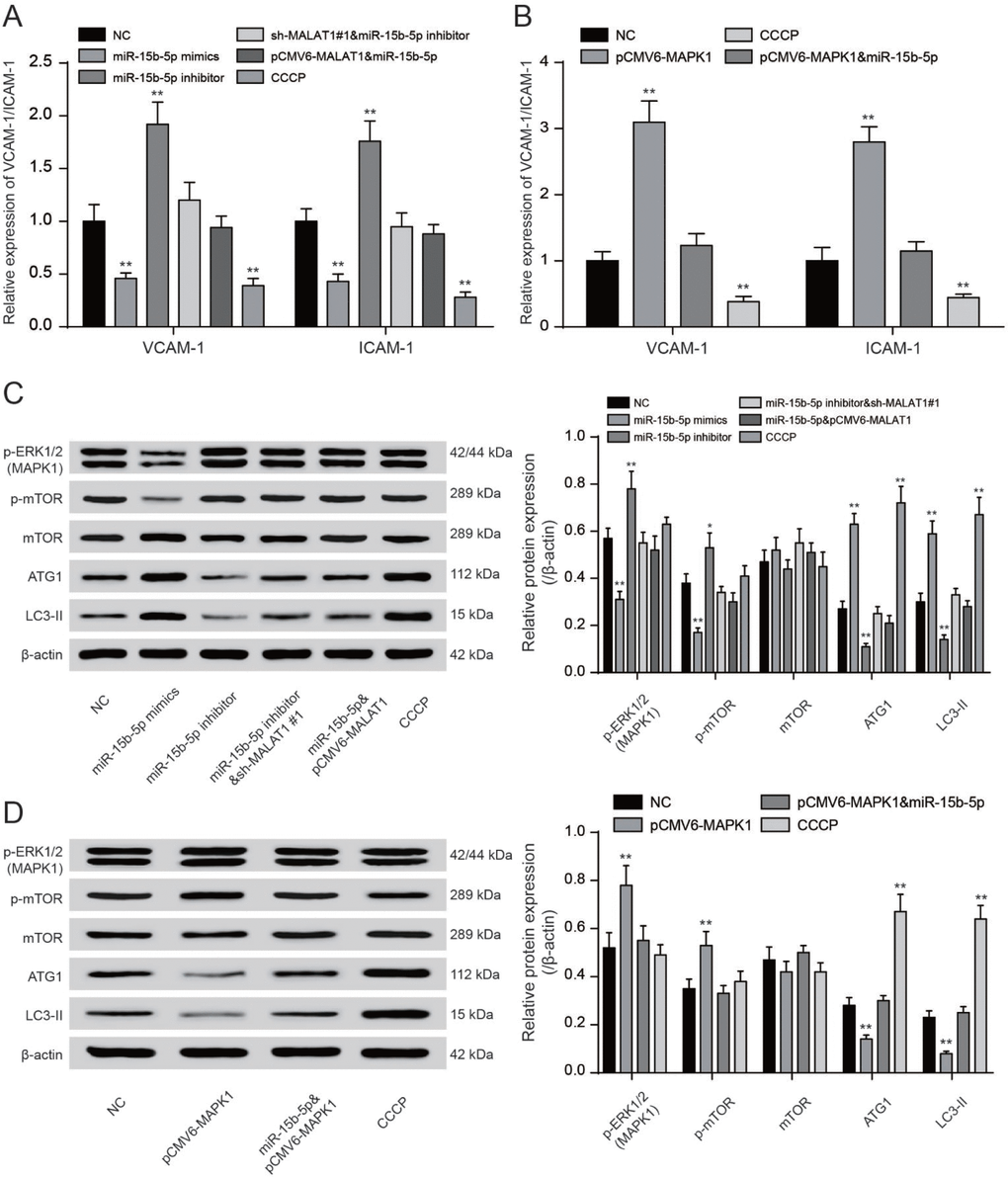 LncRNA MALAT1 enhanced CAD progression via activating mTOR signaling pathway. (A, B) QRT-PCR results of VCAM-1/ICAM-1 expression in different transcription groups. **PC, D) Western blot results showed that both sh-MALAT1#1 and miR-15b-5p mimics depressed expression of ERK1/2, phosphorylated mTOR. Both CCCP and miR-15b-5p mimics promoted expression of ATG1 and LC3-II. Nevertheless, both miR-15b-5p inhibitor and pCMV6-MAPK1 suppressed expression of ATG1 and LC3-II. Nevertheless, both miR-15b-5p inhibitor and pCMV6-MAPK1 enhanced expression of MPKA1 and phosphorylated mTOR. MiR-15b-5p inhibitor + sh-MALAT1#1 group, miR-15b-5p mimics + pCMV6-MALAT1 as well as miR-15b-5p mimics + pCMV6-MAPK1 group exhibited similar results of NC group. *PP