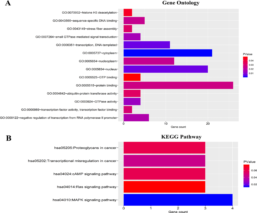 Functional enrichment analysis for predicted target genes of the six miRNAs. (A) Gene ontology (GO) enrichment analysis. (B) Kyoto Encyclopedia of Genes and Genomes analyses (KEGG) enrichment analysis. The x-axis indicates the number of genes, and the y-axis represents the GO terms and KEGG pathway names. The color represents the P-value.