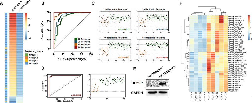 Identification and validation of the IDH mutation-specific radiomic signature using the logistic regression. (A) A total of 146 radiomic features were selected using SAM methods. The mean value and the corresponding groups of the differentially expressed features are listed. (B and C) In the training set, the logistic regression-derived radiomic features was able to separate LGGs into two groups with high sensitivity and specificity. The AUCs were 0.86, 0.92, 0.98 and 1.00 for 10, 20, 50 and 86 radiomic features, respectively. (D) Importantly, these 86 features comprised a signature enabling the distinction of LGGs into IDHMUT and IDHWT groups with an AUC of 0.9932. (E) A Western Blot assay confirmed the expression of the mutant IDH1 protein (IDH1R132H, 1:200, DIA-H05, Dianova). (F) The radiogenomic analysis of xenograft gliomas of nude mice. Differential radiomic features between LGGs patients could be used to distinguish the IDH mutation phenotype in the xenograft model as well.