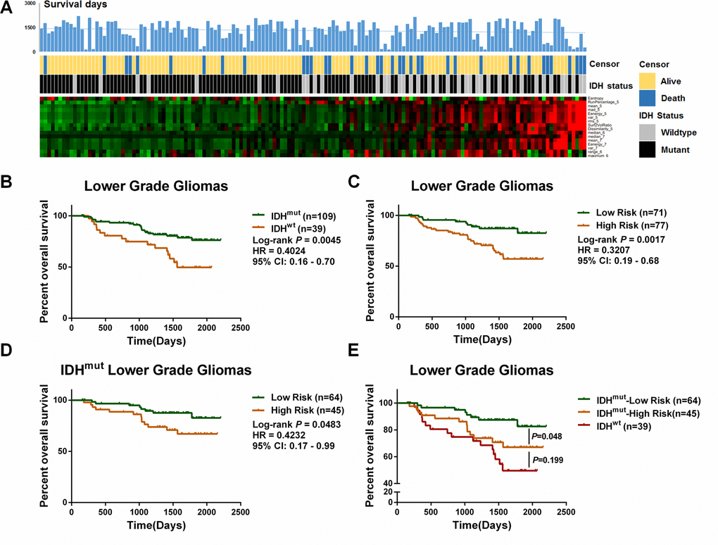 Identification of a prognostic signature based on differential features between IDHWT and IDHMUT LGGs. (A) The expression pattern of 16 radiomic features along with the elevation of the risk score. The corresponding survival data and IDH status are listed. (B) In 158 LGGs cohort, the IDHMUT patients survived longer than the IDHWT patients (P = 0.0045, HR = 0.4024, 95%CI:0.16–0.70). (C) The risk score divided the LGGs into two groups with distinct outcomes (P = 0.0017, HR = 0.3207, 95%CI:0.19–0.68). (D) IDHMUT LGGs with a low risk score showed a favorable prognosis compared with the IDHWT patients (P = 0.0483, HR = 0.4232, 95%, CI:0.17–0.99). (E) Further, the overall survival time of the IDHMUT patients with a high risk score was not significantly different from that of the IDHWT (P = 0.199).