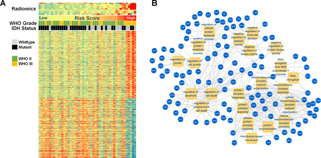 Gene annotation of 48 patients with radiomic and transcriptome data. (A) The radiomic features, clinical characteristics, and associated genes are presented. (B) The positively associated genes (blue) that participated in GO in terms (yellow) of apoptosis, cell growth, and metabolic processes.