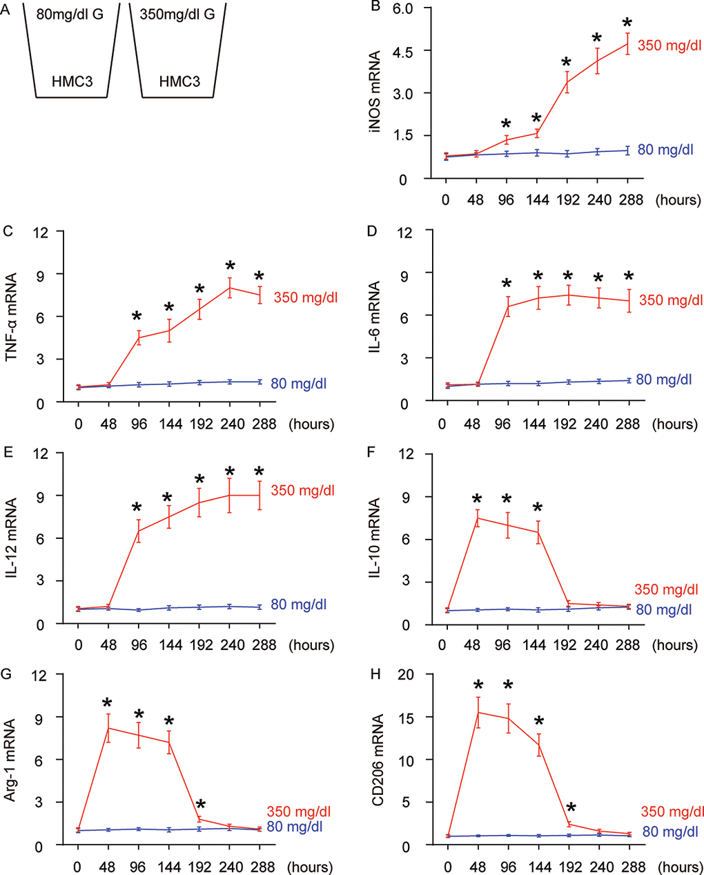 High glucose alters microglia polarization with time. (A) The microglia cell line HMC3 was cultured in a normal physiological glucose level (80 mg/dl G) and high glucose level (350 mg/dl G), respectively, for 288 hours. Some cells were harvested every 48 hours. (B–G) RT-qPCR for iNOS (B), TNF-α (c), IL-6 (D), IL-12 (E), IL-10 (F), Arg-1 (G) and CD206 (H) mRNA levels in HMC3 cells at different time points. N=5. *p