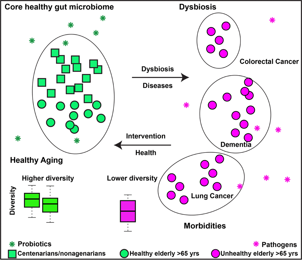 Working hypothesis of gut microbiome and healthy aging. We hypothesize that a diverse and balanced gut microbiome enriched with probiotics contributes to healthy aging; Modulation of the imbalanced gut microbiome in the elderly with morbidities would alleviate the symptoms and increase the quality of their lives.