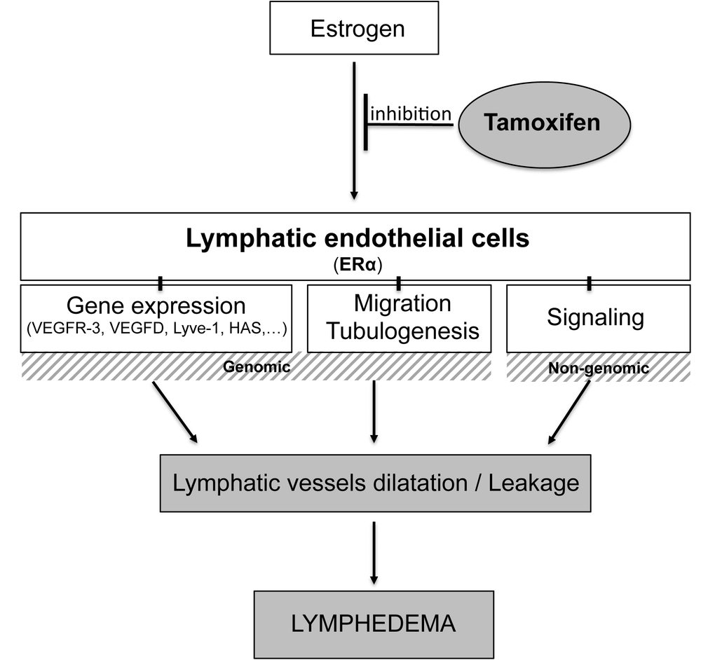 Tamoxifen treatment leads to lymphatic dysfunction and aggravates lymphedema. Tamoxifen inhibits estrogen binding to its receptor ERα on lymphatic endothelial cells to block both genomic and non-genomic pathways. After long-term delivery, the blockade of ERα by hormone therapy leads to lymphatic dilatation and leakage, the main features of lymphatic shape in lymphedema.