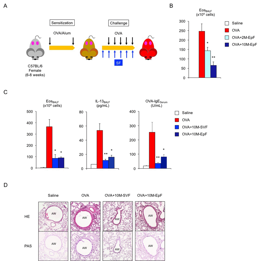 Murine seminal fluid ameliorates asthmatic features in adult female mice. (A) Schematic representation of experimental design for murine seminal fluid (SF) exposure. Young adult female mice sensitized with ovalbumin (OVA) were given murine SF intraperitoneally 30 min before OVA challenge. (B) Age-related functional alteration in murine SF in asthmatic female mice. Numbers of eosinophils (Eos) in bronchoalveolar lavage fluid (BALF) of asthmatic female mice exposed to epididymal fluid (EpF) from 2-month-old (2M) or 10-month-old (10M) male mice are shown. White box: control group (n = 3); colored boxes: asthma groups (n = 6–12). Data are presented as means ± SEM. **P P C) Changes in Th2-cell-driven allergic responses in asthmatic female mice exposed to 10M-seminal vesicle fluid (SVF) or 10M-EpF. Eosinophil number, IL-13 section, and OVA-specific IgE antibody production are shown. White box: control group (n = 3); colored boxes: asthma groups (n = 5 each). Data are presented as means ± SEM. **P P D) Representative images of airway inflammation and mucus-producing cell hyperplasia in lungs from asthmatic female mice exposed to 10M-SVF or 10M-EpF. Hematoxylin and eosin (HE, upper) and periodic acid-Schiff (PAS, lower) staining reveals immune cell infiltration and mucus-producing cell hyperplasia, respectively. AW: airway.