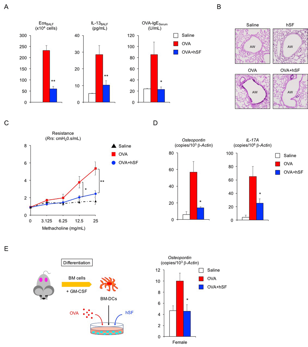 Human seminal fluid improves pathological changes in asthmatic female mice. (A) Changes in Th2-cell-driven allergic responses in asthmatic female mice exposed to human seminal fluid (hSF). White box: control group (n = 3); colored boxes: asthma groups (n = 7 each). Data are presented as means ± SEM. **P P B) Representative images of PAS staining of lungs from asthmatic female mice exposed to hSF. AW: airway. (C) Assessment of airway hyper-responsiveness in asthmatic female mice exposed to hSF. The response to methacholine at each dose was quantified as the average of the peak measurements of airway resistance (Rrs). control group (n = 3, black); OVA asthma groups (n = 5, red); hSF/OVA group (n = 5, blue). Data are presented as means ± SEM. **P P D) Transcriptional repression of osteopontin and IL-17A in lungs from asthmatic female mice exposed to hSF. White box: control group (n = 3); colored boxes: asthma groups (n = 7 each). Data are presented as means ± SEM. *P E) Transcriptional repression of osteopontin by hSF in antigen-stimulated bone-marrow-derived dendritic cells (BM-DCs) of 2-month-old female mice. White box: control group (n = 8); colored boxes: OVA-stimulated groups (n = 8 each). Data are presented as means ± SEM. *P 