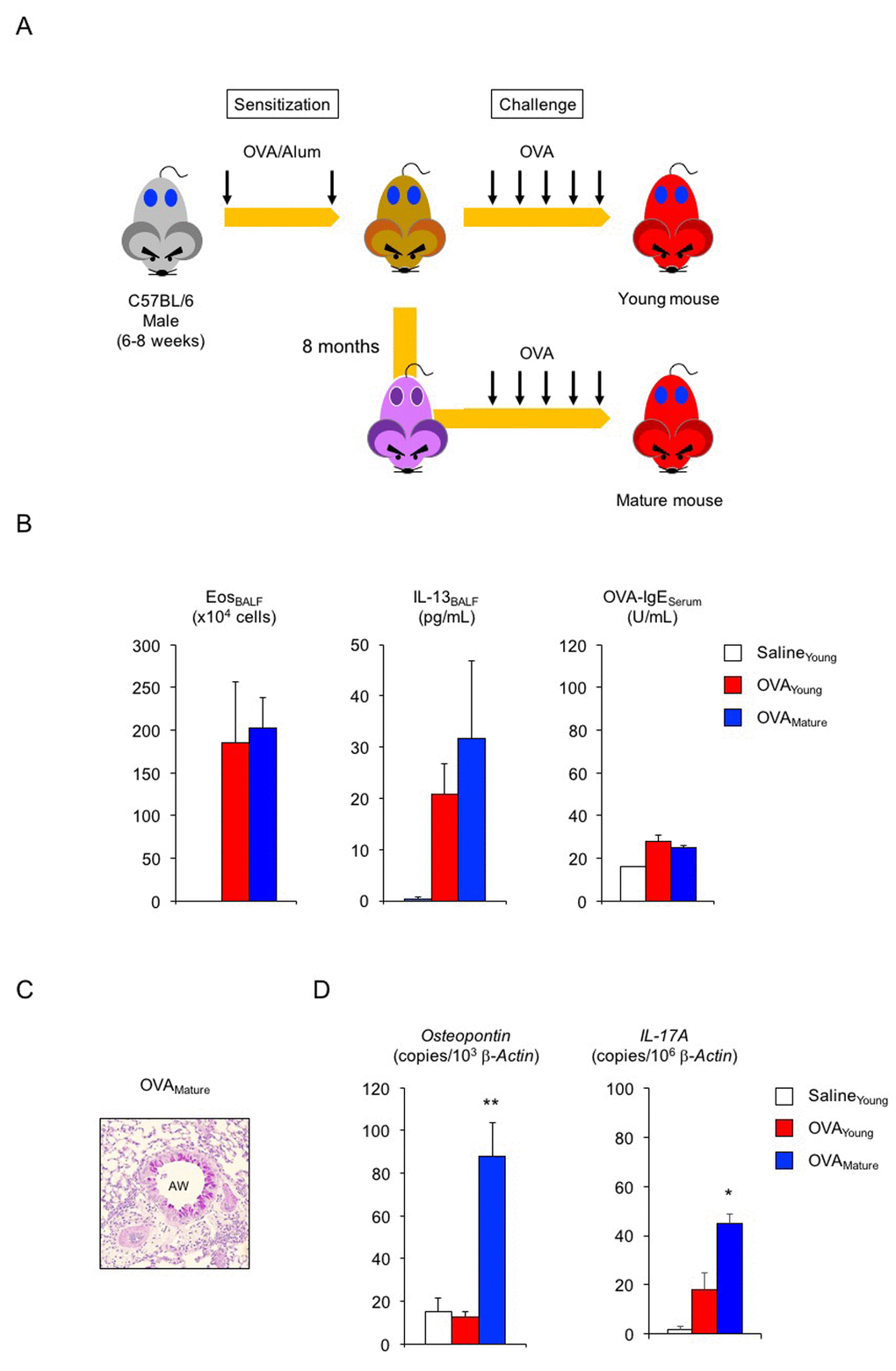 Enhanced transcription of osteopontin and IL-17A in lungs of asthmatic mature male mice. (A) Schematic representation of experimental design for asthma induction in mature male mice. Sensitized young adult male mice were challenged with ovalbumin (OVA) at 10 months of age. (B) Changes in Th2-cell-driven allergic responses in asthmatic mature male mice. White box: control group (n = 3); colored boxes: asthma groups (n = 5 - 7). (C) Representative images of PAS staining of lungs from asthmatic mature male mice. AW: airway. (D) Enhanced transcription of osteopontin and IL-17A in lungs of asthmatic mature male mice. White box: control group (n = 3); colored boxes: asthma groups (n = 5–7). Data are presented as means ± SEM. **P P 