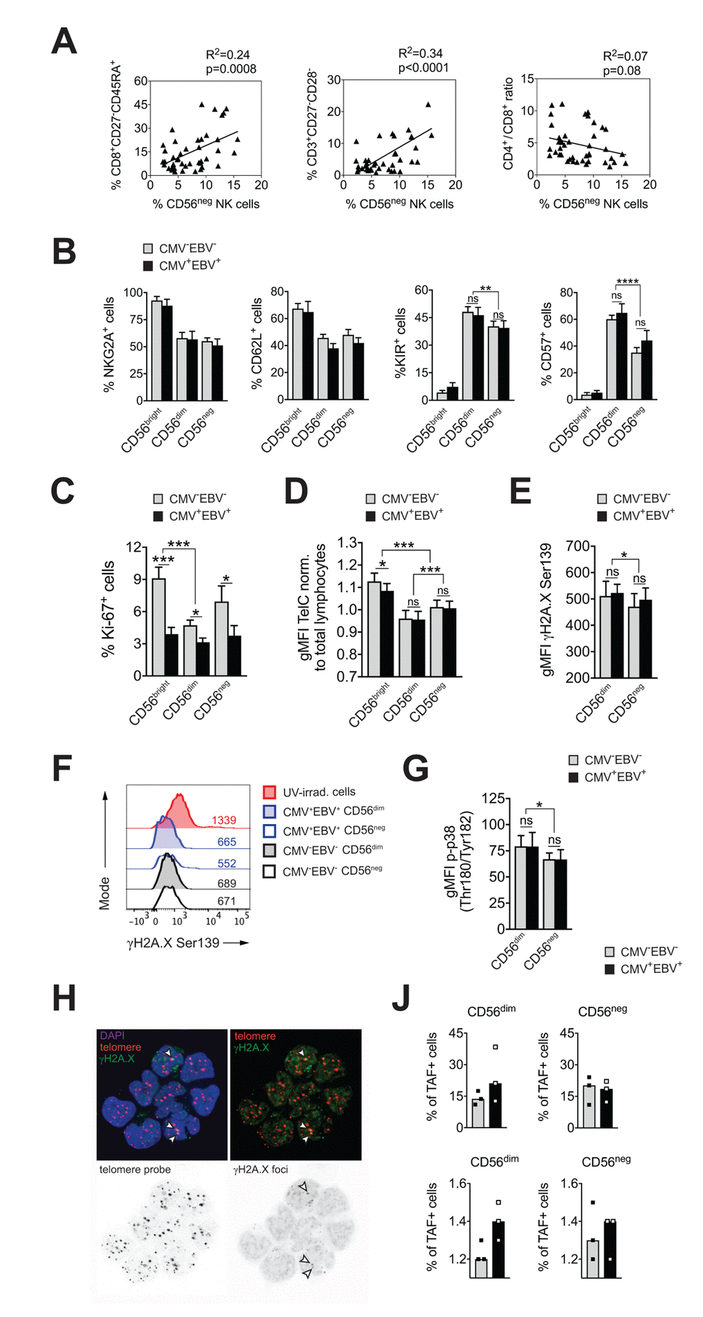 CD56neg NK cells do not acquire cell senescence characteristics. (A) Frequencies of CD56neg NK cells in relation to CD8+ EMRA T cells (left panel), CD27-CD28- T cells (middle panel) and the CD4 / CD8 T cell ratio (right panel) as assessed by FACS analysis in total PBMCs (n=53/55). Data were analyzed by linear regression: correlation strength (R2) and statistical significance (p-value) are indicated for each scatter plot. (B) The differentiation stage of CD56neg NK cells was assessed by FACS analysis for NKG2A, CD62L, KIR and CD57 expression in total PBMCs. CD56neg NK cells were compared to CD56bright and CD56dim NK cells from CMV–EBV– (gray bars, n=10/11) and CMV+EBV+ donors (black bars, n=10/14). (C) Proliferation of NK cell subsets from CMV–EBV– (gray bars, n=10/11) and CMV+EBV+ (black bars, n=10/14) donors as assessed directly ex vivo by FACS analysis for Ki-67 expression. (D) Telomere length of NK cell subsets in CMV–EBV– (gray bars, n=10/10) and CMV+EBV+ donors (black bars, n=10/14) as assessed by FACS-based FISH-technique. Data are shown as geometric mean of fluorescence intensity (gMFI) of the telomere probe (TelC), normalized to the gMFI TelC value of the total lymphocyte population for each donor. (E) Global phosphorylation of the histone H2A.X (γH2A.X Ser139) in CD56dim and CD56neg NK cells in CMV–EBV– (gray bars, n=8/11) and CMV+EBV+ donors (black bars, n=9/14) as assessed directly ex vivo by FACS analysis. (F) Representative histograms for γH2A.X staining in a CMV–EBV– (gray histograms) and CMV+EBV+ (blue histograms) donor. UV-irradiated PBMCs served as positive control. (G) Phosphorylation of p38-MAPK Thr180/Tyr182 in CD56dim and CD56neg NK cells in CMV–EBV– (gray bars, n=8/11) and CMV+EBV+ (black bars, n=9/14) donors analyzed directly ex vivo by FACS analysis. (H) Representative telomere fluorescence in situ hybridization images showing overlay images of the nuclear staining (DAPI, purple) with telomere probe (red) and γH2A.X Ser139 (green) (top left) and co-localization of telomere probe and γH2A.X foci = telomere-associated fluorescence (TAF) (top right panel). White arrows indicate TAF. Greyscale stack images of the telomere probe (bottom left) and γH2A.X foci are shown (bottom right). (J) Cumulative data from CMV–EBV– (gray bars, n=3) and CMV+EBV+ (black bars, n=3) donors are shown analyzed as in (H). Top panel shows the frequency of TAF+ cells, bottom panel the number of TAF / TAF+ cell in CD56dim and CD56neg NK cells. (A-G) Experiments were performed on total PBMCs. (H, J) Experiments were performed on FACS-sorted CD56dim and CD56neg NK cells. For parametric data mean ± SEM, for non-parametric data median ± IQR are shown. * p≤0.05, ** p≤0.005, *** p≤0.005, **** p≤0.0005, ns=not significant.