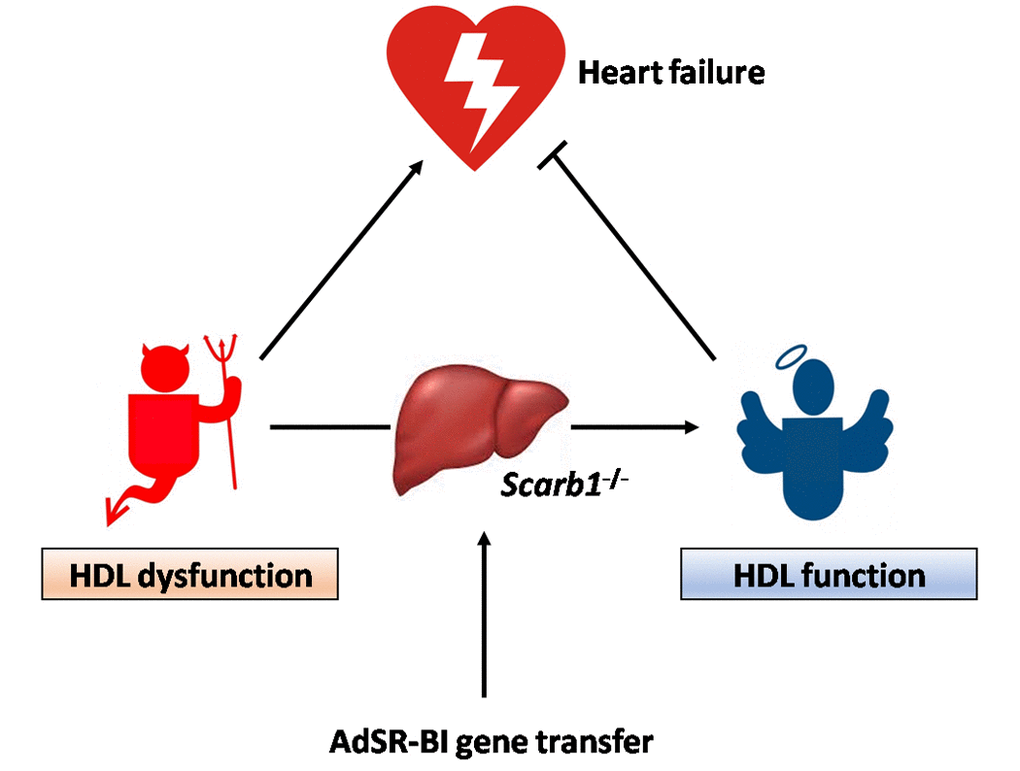 HDL dysfunction in Scarb1-/- mice promotes heart failure whereas restoration of HDL function following AdSR-BI gene transfer inhibits heart failure.