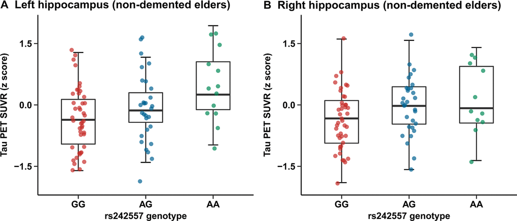 Quantitative comparisons for adjusted correlations of hippocampus tau PET SUVR levels with rs242557 variant in the non-demented cohort. (A) Left hippocampus tau PET SUVR for each subject in the non-demented elders is plotted separated by rs242557 genotype (GG, AG and AA; adjusted β = 0.111, p = 0.001, Bonferroni corrected p = 0.035). (B) Right hippocampus tau PET SUVR for each subject in the non-demented elders is plotted separated by rs242557 genotype (adjusted β = 0.103, p = 0.001, Bonferroni corrected p = 0.031).