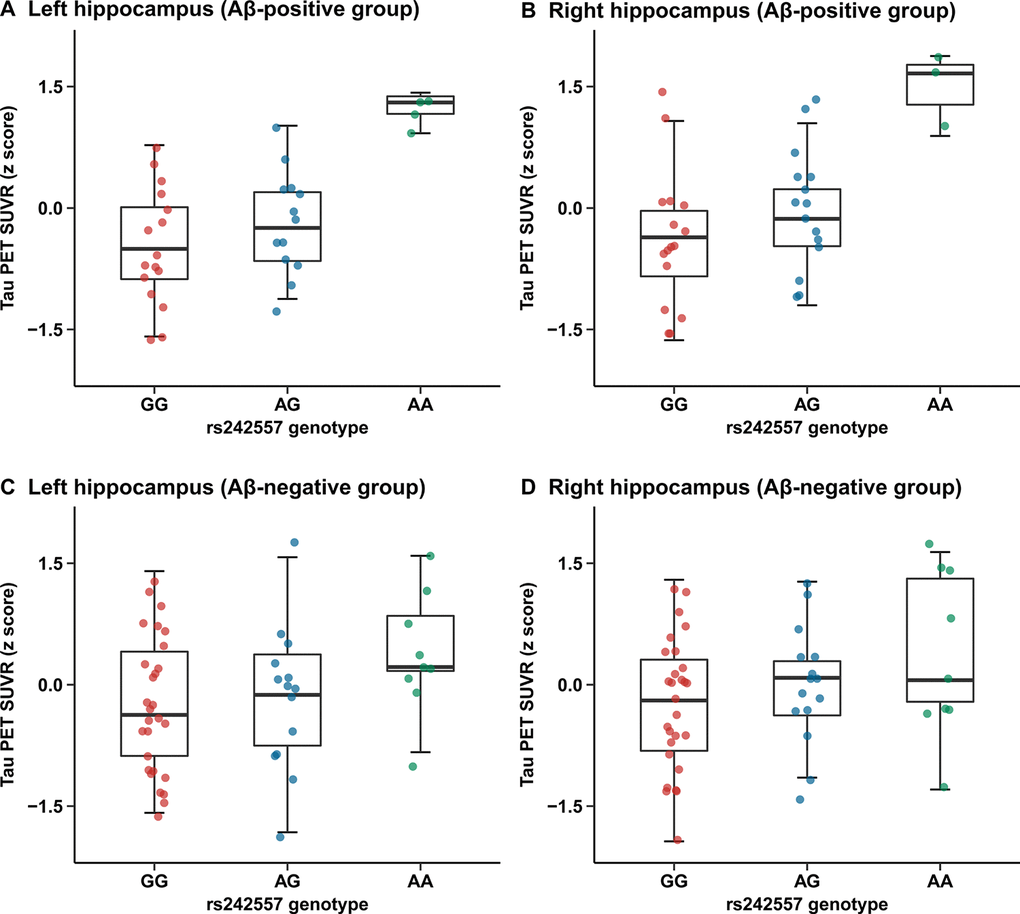 Quantitative comparisons for adjusted correlations of hippocampus tau PET SUVR levels with rs242557 variant in the subgroups categorized by Aβ pathology. (A) Left hippocampus tau PET SUVR for each subject in the Aβ-positive group is plotted separated by rs242557 genotype (adjusted β = 0.206, p = 0.001, Bonferroni corrected p = 0.029). (B) Right hippocampus tau PET SUVR for each subject in the Aβ-positive group is plotted separated by rs242557 genotype (adjusted β = 0.198, p = 0.001, Bonferroni corrected p = 0.035). (C) Left hippocampus tau PET SUVR for each subject in the Aβ-negative group is plotted separated by rs242557 genotype (adjusted β = 0.083, p = 0.035, Bonferroni corrected p = 0.878). (D) Right hippocampus tau PET SUVR for each subject in the Aβ-negative group is plotted separated by rs242557 genotype (adjusted β = 0.075, p = 0.037, Bonferroni corrected p = 0.930).