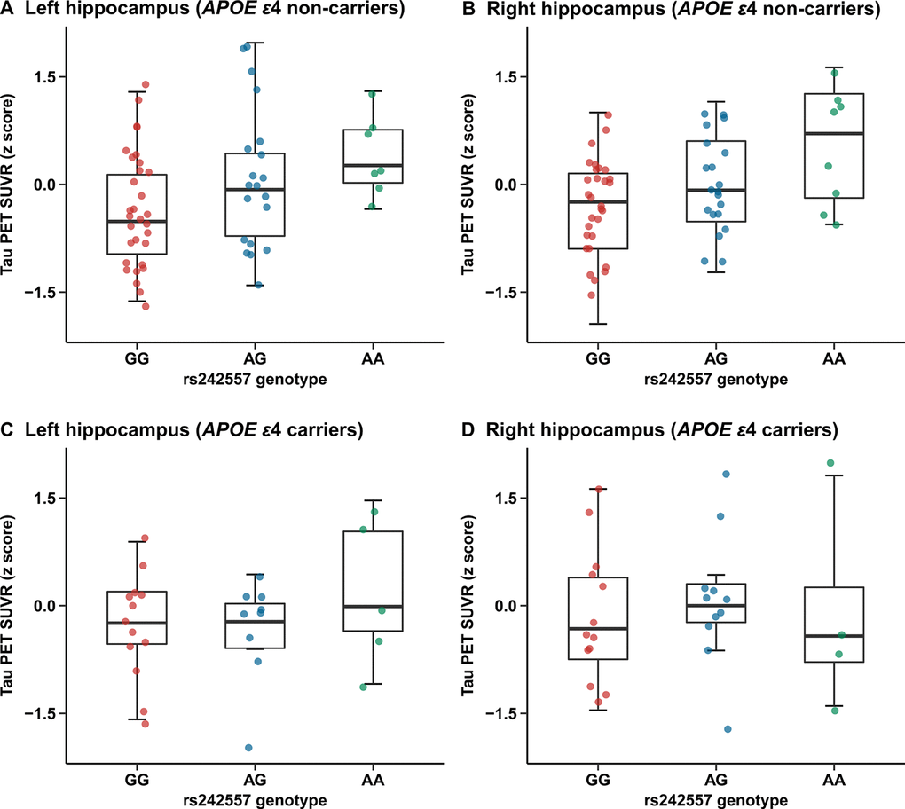 Quantitative comparisons for adjusted correlations of hippocampus tau PET SUVR levels with rs242557 variant in the subgroups categorized by APOE ε4 carriage. (A) Left hippocampus tau PET SUVR for each subject in the APOE ε4 non-carriers is plotted separated by rs242557 genotype (adjusted β = 0.140, p B) Right hippocampus tau PET SUVR for each subject in the APOE ε4 non-carriers is plotted separated by rs242557 genotype (adjusted β = 0.134, p C) Left hippocampus tau PET SUVR for each subject in the APOE ε4 carriers is plotted separated by rs242557 genotype (adjusted β = 0.040, p = 0.536). (D) Right hippocampus tau PET SUVR for each subject in the APOE ε4 carriers is plotted separated by rs242557 genotype (adjusted β = 0.035, p = 0.616).