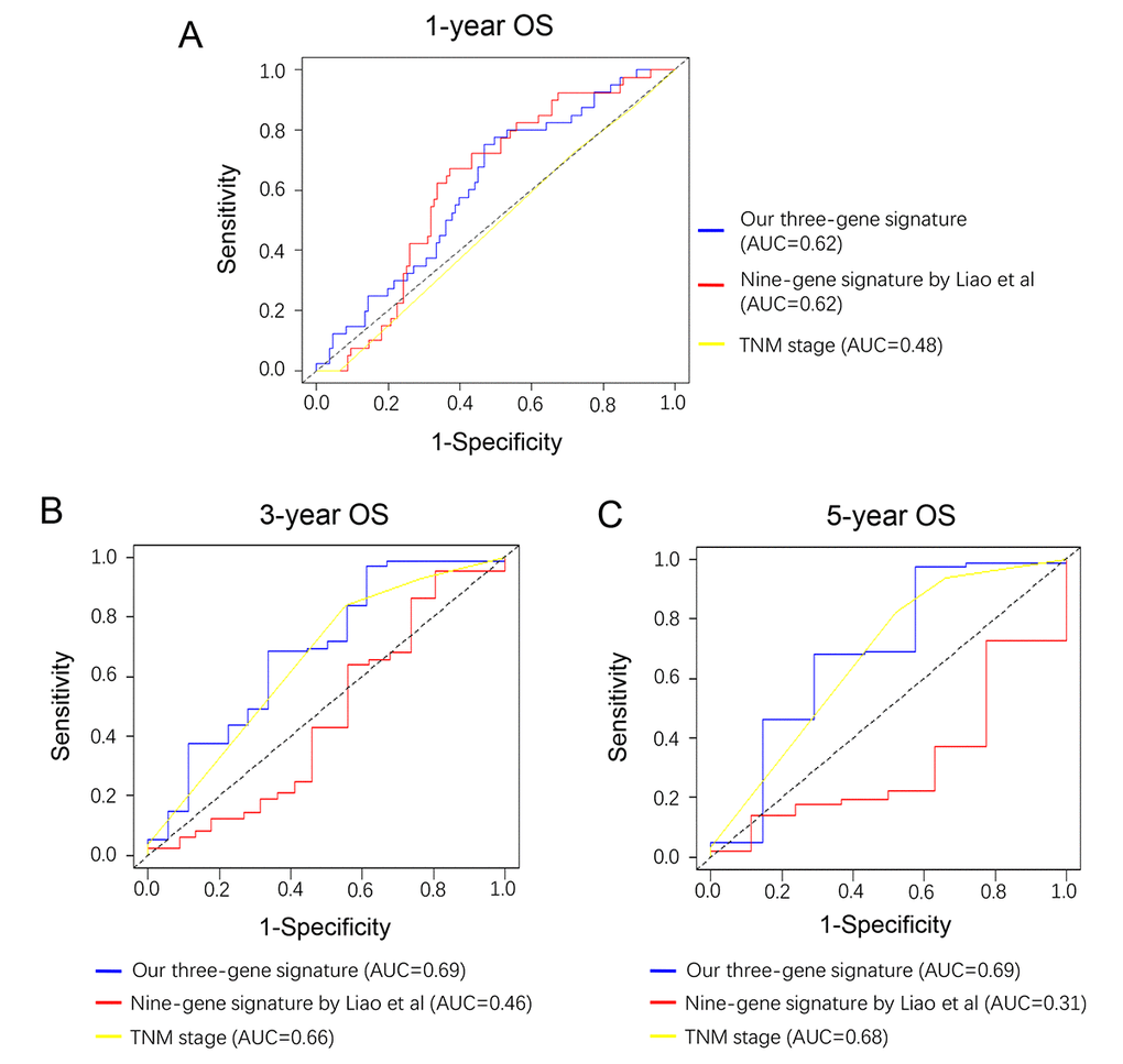 Comparison of our three-gene model and other literature models. Time-dependent ROC analysis was performed to compare the three models in predicting 1-year (A), 3-year (B) and 5-year (C) OS.