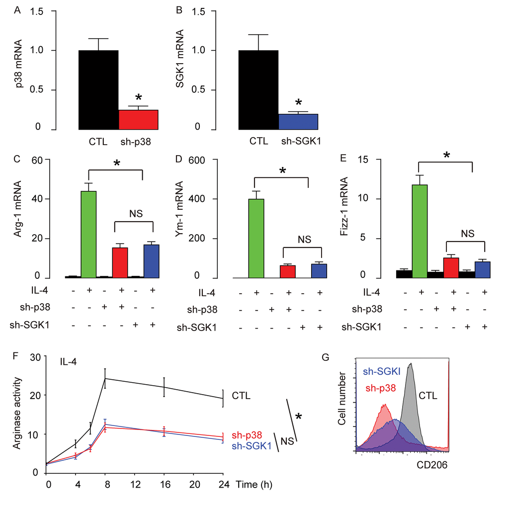 Generation of an adeno-associated virus (AAV) carrying sh-p38 or sh-SGK1 under the control of a CD68 promoter. An adeno-associated virus (AAV) carrying sh-p38 or sh-SGK1 under the control of a CD68 promoter (AAV-sh-p38, AAV-sh-SGK1) was generated to specifically knockdown p38 or SGK1 exclusively in macrophages. (A-B) RT-qPCR for p38 (A) or SGK1 (B) levels in AAV-sh-p38 or AAV-sh-SGK1-treated macrophages in vitro. (C-E) mRNA levels of Arg-1 (C), Ym-1 (D) and Fizz-1 (E) by RT-qPCR. (F) Arginase assay. (G) Flow cytometry for CD206 in control (CTL), sh-p38, or sh-SGK1-treated macrophages that were exposed to IL-4. *p