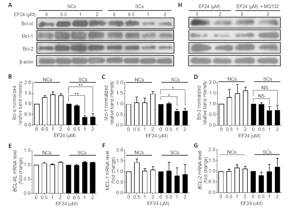 EF24 downregulates the expression of the Bcl-2 anti-apoptotic family proteins in a proteasome-dependent manner. (A) Expression of Bcl-xl, Mcl-1 and Bcl-2 in WI-38 non-senescent cells (NCs) and IR-induced senescent cells (IR-SCs) after incubation with indicated concentrations of EF24 for 72 h. Protein levels were determined by western blots, and β‐actin was used as a loading control. (B-D) Quantification of Bcl-xl (B), Mcl-1(C) and Bcl-2 (D) protein expression in WI-38 NCs and IR‐SCs after treatment with indicated concentrations of EF24 for 72 h. Data are represented as mean ± SEM of three independent assays. *P E-G) The mRNA levels of BCL-XL (F), MCL-1 (G) and BCL-2 (H) in WI-38 NCs and IR‐SCs after 72 h incubation with indicated concentrations of EF24. Results were normalized as fold change in mRNA expression compared to vehicle-treated control cells. Data are represented as mean ± SEM from three independent experiments. (H) Proteasome inhibition with MG132 blocks the effect of EF24 on Bcl-xl, Mcl-1, and Bcl-2 expression in WI-38 NC and IR‐SC cells. Cells were pretreated with 1 µM MG132 for 1 h, followed by treatment with indicated concentrations of EF24 for 72 h.
