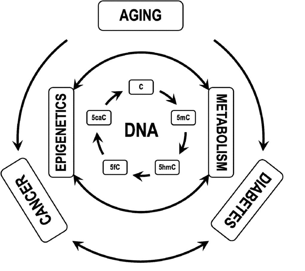 The DNA (de)methylation cycle is finely regulated by the tight interconnection between epigenetics and cellular metabolism. Its derangement alters cell transcriptome, leading to or worsening dysmetabolic conditions, including diabetes and cancer.
