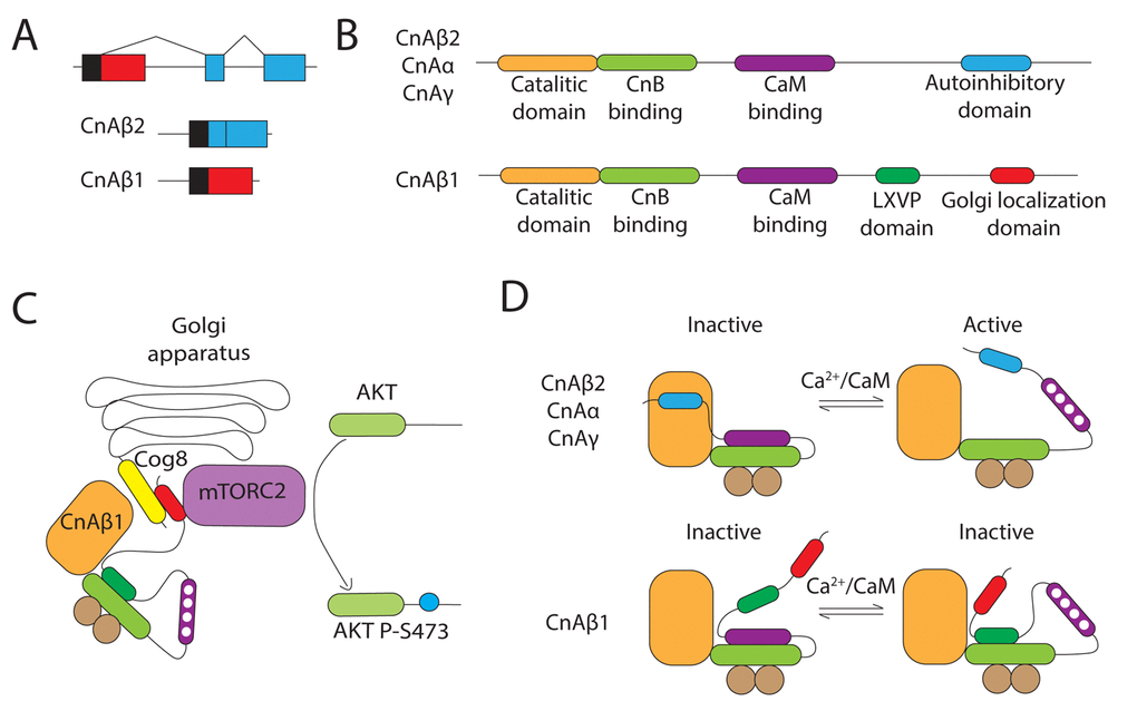 CnAβ1 alternative signalling promotes activation of the mTORC2/Akt pathway. (A) CnAβ1 is the result of an alternative polyadenylation of Exon 12 in the CnAβ gene. (B) CnAβ1’s alternative C-terminal region includes an LXVP motif and a Golgi localization sequence. (C) CnAβ1 is localized in the Golgi apparatus through its interaction with Cog8 and modulates mTORC2 phosphorylation of Akt. (D) The LXVP inhibitory motif blocks CnAβ1’s catalytic domain even in the presence of Ca2+ and calmodulin. The schematic is based on [3].