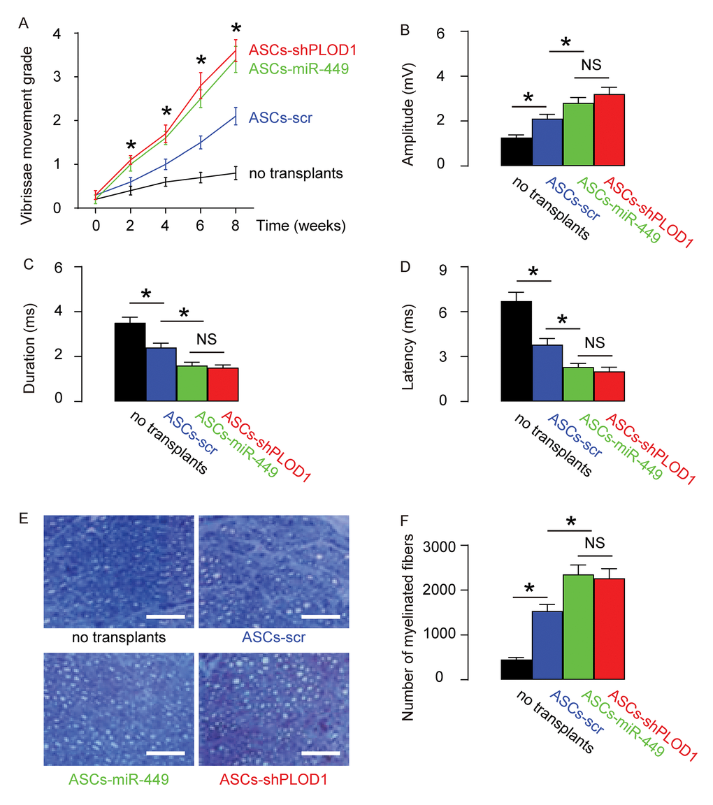 Transplantation of either ASCs-miR-449 or ASCs-shPLOD1 exerts better functional facial nerve regeneration than ASCs in rats. Transplantation of either ASCs-shPLOD1 or ASCs-miR-449 or ASCs-control to repair a 6mm-gap in rat facial nerve was compared. The rats were kept for 8 weeks after surgery. (A) The measurement of vibrissae movement grade in 8 weeks after surgery. (B-D) CAMPs analysis at 8 weeks, showing amplitude (B), duration (C) and latency (D) values. (E-F) The number of the myelinated fibers, shown by representative images (E), and by quantification (F). *p