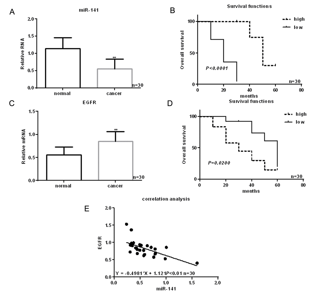 Identification of miRNAs differentially expressed in HNSCC. (A) Expression of miR-141 in HNSCC tissues and adjacent normal tissues detected using real time PCR. (B) Relationship between miR-141 and survival in HNSCC patients. (C) Expression of EGFR in HNSCC tissues and adjacent normal tissues detected using real time PCR. (D) Relationship between EGFR and survival in HNSCC patients. (E) Correlation between expression levels of miR-141 and EGFR in HNSCC. ** P