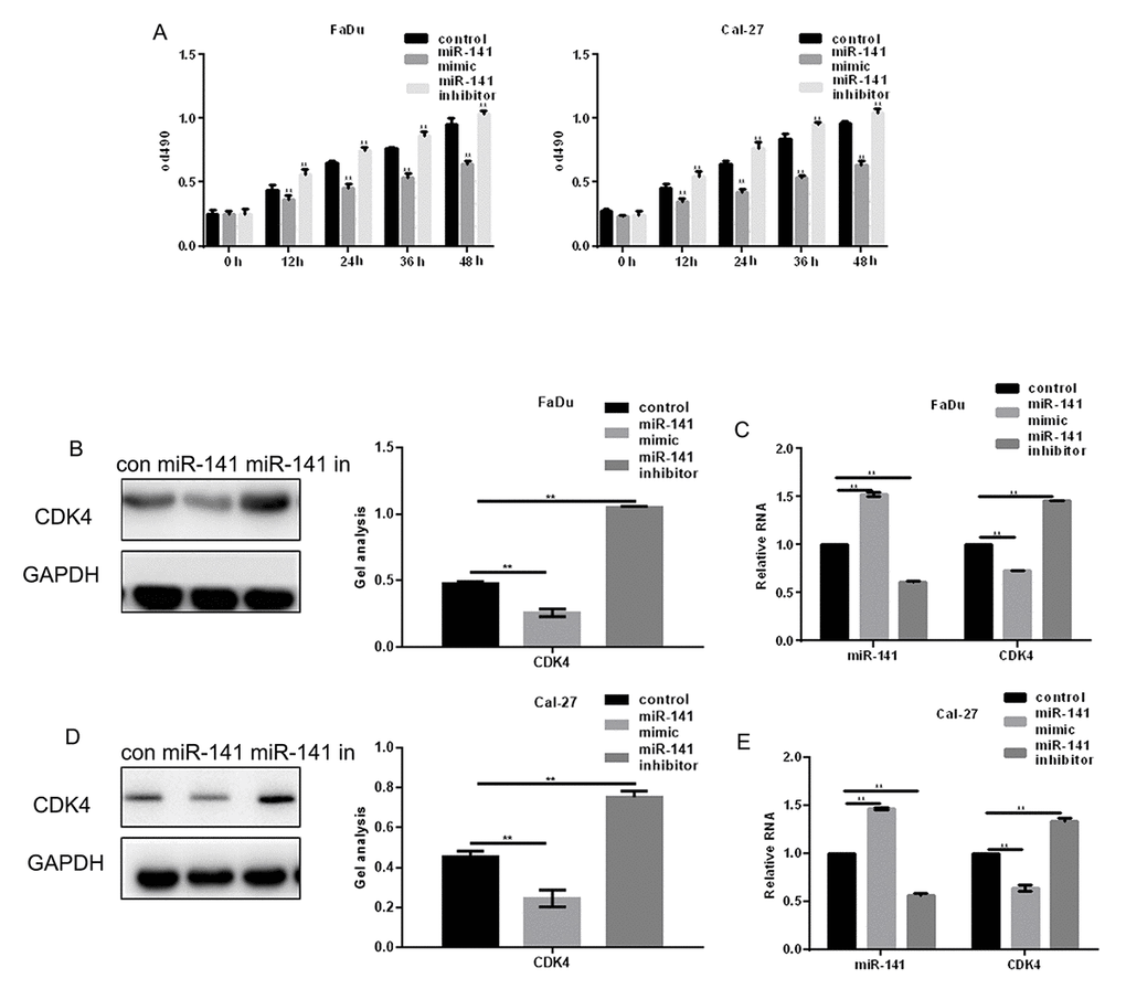 MiR-141 inhibits HNSCC cell proliferation. (A) MTT assays showing the effect of miR-141 mimic and inhibitor on FaDu and Cal-27 cell proliferation. (B-E) Western blots and real-time PCR were used to detect the expression of CDK4 in FaDu and Cal-27 cells expressing miR-141 mimic or inhibitor. Bars depict the mean ± SD. ** P