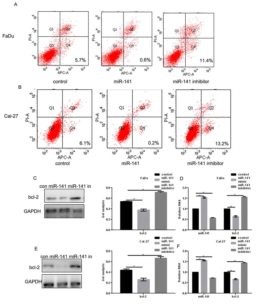 MiR-141 promotes HNSCC apoptosis. (A, B) Flow cytometry AV-PI assays showing the effect of miR-141 on FaDu and Cal-27 cell apoptosis. (C-F) Western blots and real-time PCR showing the effect of miR-141 mimic and inhibitor on bcl-2 expression in FaDu and Cal-27 cells. Bars depict the mean ± SD. ** P