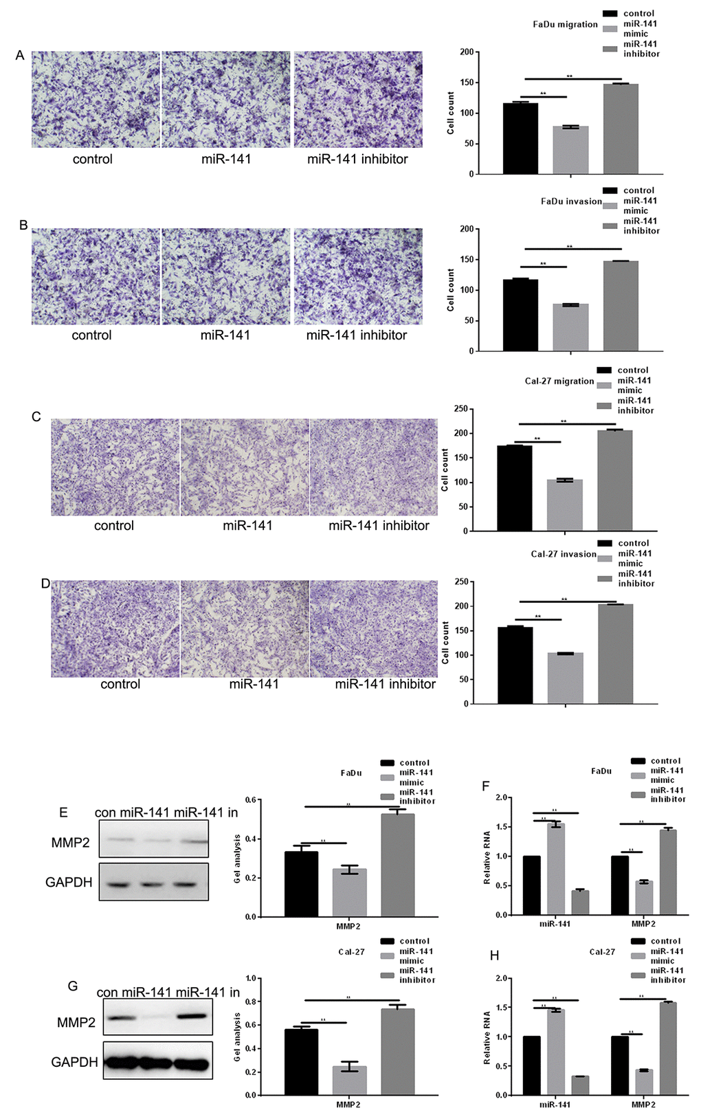 MiR-141 inhibits HNSCC metastasis. (A-D) Transwell assays with and without Matrigel showing the effect of miR-141 on FaDu and Cal-27 cell migration and invasion. Left panels: representative images of migrated cells under the indicated conditions. Right panels: Group data showing counts of migrated cells. Bars depict the mean ± SD of three experiments. (E-H) Western blots and real-time PCR the effect of miR-141 mimic and inhibitor on MMP2 expression in FaDu and Cal-27 cells. Bars depict the mean ± SD. ** P