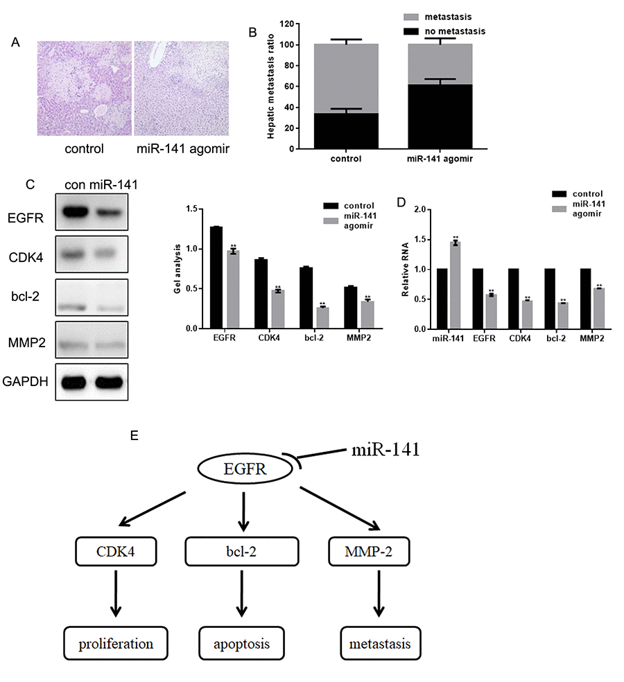 MiR-141 inhibits FaDu cell invasion in vivo. (A) Livers were dissected and stained with hematoxylin and eosin. (B) Bar graph showing the effect of miR-141 on the relative levels of hepatic metastasis. (C, D) Western blots and real-time PCR showing the effect of miR-141 on expression of EGFR, CDK4, bcl-2 and MMP2 in tissues. Bars depict the mean ± SD. ** P